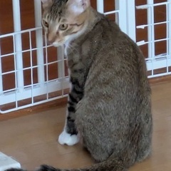 保護子猫の里親さん募集