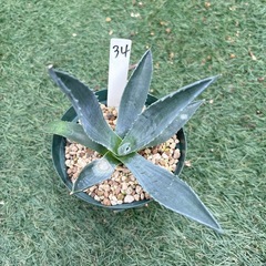 34.アガベ 子株 カキ仔 アオノリュウゼツラン アメリカーナ ...