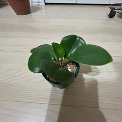 ペペロミア　オブツシフォリア②の画像
