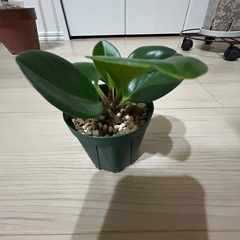 ペペロミア　オブツシフォリア②