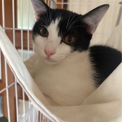 オレオちゃん　血液検査、避妊手術、ワクチン接種済み