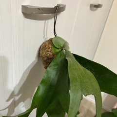 【取引者決定】ビカクシダ　ネザーランド　苔玉