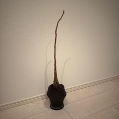 鉢植え
の画像