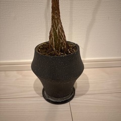 鉢植え
の画像