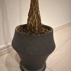 鉢植え
の画像