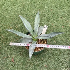 28.アガベ 子株 カキ仔 アオノリュウゼツラン アメリカーナ 観葉植物 ドライガーデンの画像