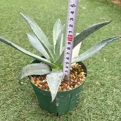 28.アガベ 子株 カキ仔 アオノリュウゼツラン アメリカーナ 観葉植物 ドライガーデンの画像