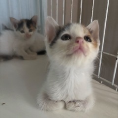 三毛猫4兄妹