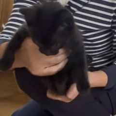 保護ねこの里親募集