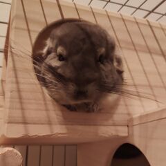 チンチラの里親募集