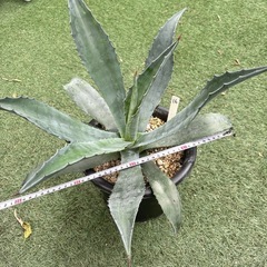 【子株1個付】16.アガベ 子株 カキ仔 アオノリュウゼツラン アメリカーナ 観葉植物 ドライガーデンの画像