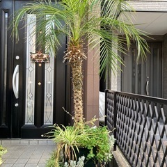 ソテツの植木　高さ２メートル以上の画像