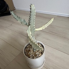 ユーフォルビア　ホワイトゴーストの画像