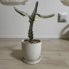 ユーフォルビア　ホワイトゴースト