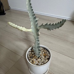 ユーフォルビア　ホワイトゴーストの画像