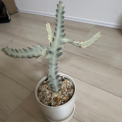 ユーフォルビア　ホワイトゴーストの画像
