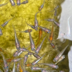 若魚　レッドクリフ紅白の選別漏れ　50匹　白多め の画像