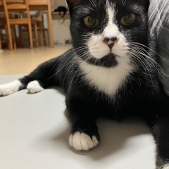 🐾 靴下模様のハチワレ女子🎀甘えん坊＆おとなしい性格で飼い…