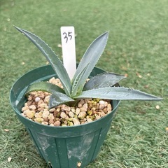 35. アガベ 子株 カキ仔 アオノリュウゼツラン アメリカーナ 観葉植物 ドライガーデンの画像