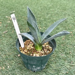 36. アガベ 子株 カキ仔 アオノリュウゼツラン アメリカーナ 観葉植物 ドライガーデンの画像