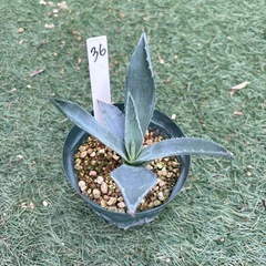 36. アガベ 子株 カキ仔 アオノリュウゼツラン アメリカーナ...