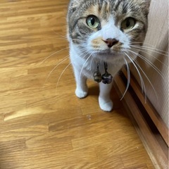 ３歳の人懐っこい三毛ちゃん