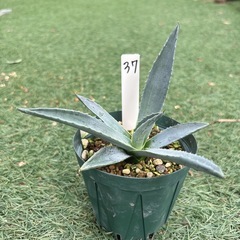 37.アガベ 子株 カキ仔 アオノリュウゼツラン アメリカーナ 観葉植物 ドライガーデンの画像