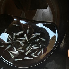 土日セール！1匹100円〜250円　メダカ　めだか　　の画像