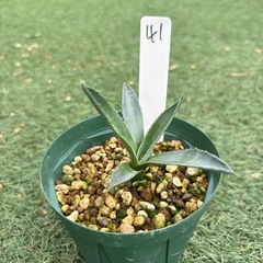 41. アガベ 子株 カキ仔 アオノリュウゼツラン アメリカーナ 観葉植物 ドライガーデンの画像