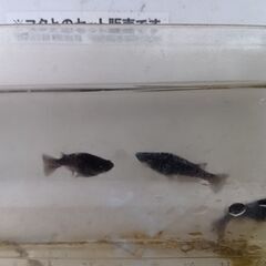 【最後１セット】黒夢ブルーメダカ若魚１０匹