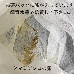 若魚　レッドクリフ紅白の選別漏れ　50匹　白多め の画像