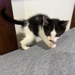 白黒の男の子　推定生後1か月 − 岩手県