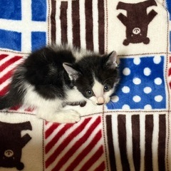 白黒の男の子　推定生後1か月 - 猫