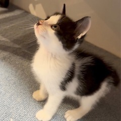 白黒の男の子　推定生後1か月 - 奥州市