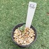 ランキングキーワードに紐づく投稿画像-多肉植物