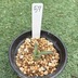 ランキングキーワードに紐づく投稿画像-多肉植物