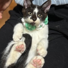 不思議な模様のドロップくん！