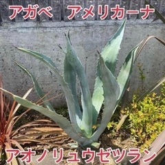 49.アガベ 子株 カキ仔 アオノリュウゼツラン アメリカーナ 観葉植物 ドライガーデンの画像