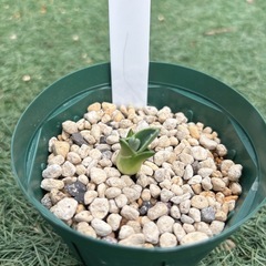 49.アガベ 子株 カキ仔 アオノリュウゼツラン アメリカーナ 観葉植物 ドライガーデンの画像
