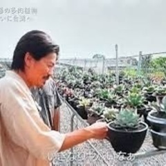 49.アガベ 子株 カキ仔 アオノリュウゼツラン アメリカーナ 観葉植物 ドライガーデンの画像