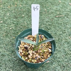 45. アガベ 子株 カキ仔 アオノリュウゼツラン アメリカーナ...