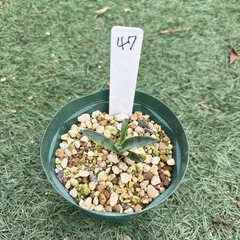 47.アガベ 子株 カキ仔 アオノリュウゼツラン アメリカーナ ...