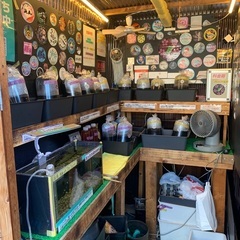 【五桜メダカ】 9月26日　横須賀めだか無人販売
