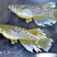 高級MIXめだか(エメキン・フロマージュ系)【数量・期間限定】の画像