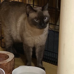尻尾が可愛い男の子 - 八尾市