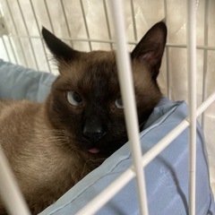 尻尾が可愛い男の子 - 猫
