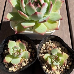 【多肉植物】エケベリア　桃太郎 
の画像