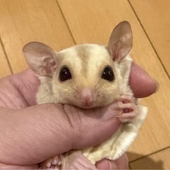 【特価】フクロモモンガ クリミノ 女の子 − 奈良県