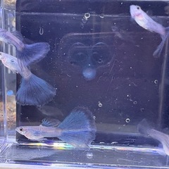 国産グッピー ブラオ ♂4♀1 ¥500-の画像