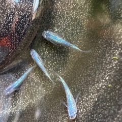 (セール)ネプチューンメダカ　15匹の画像